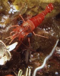 Shrimp hunting Polychaetes. Taken with Nikonos V with mac... by Jeri Curley 